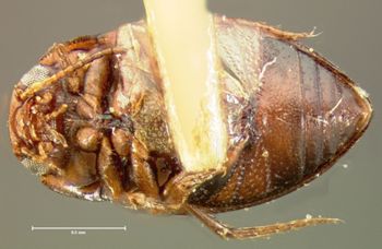 Media type: image;   Entomology 35340 Aspect: habitus ventral view